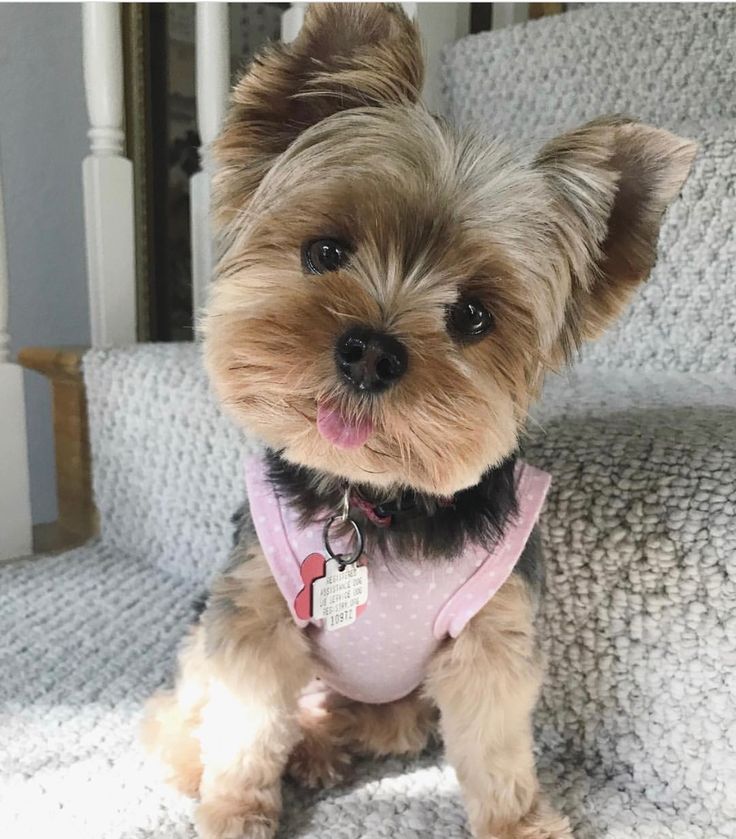 a small brown dog sitting on top of a couch