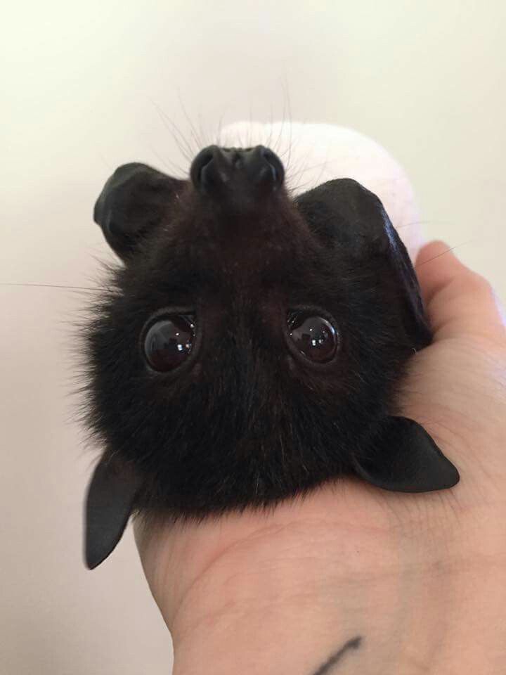 a small black dog is being held in the palm of someone's hand,