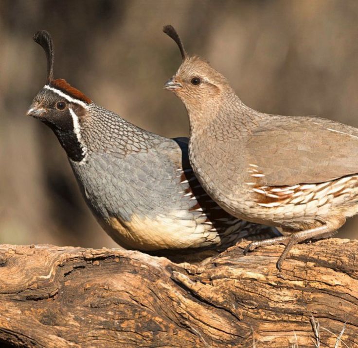 two birds standing on top of a tree branch