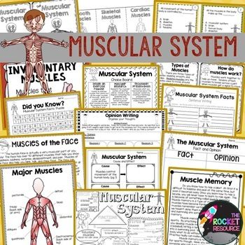 Muscular System Activities | Muscle Worksheet | Human Body Systems ...