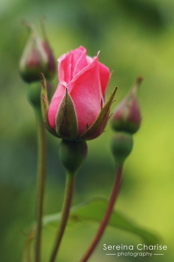 a pink rose budding in front of a blurry background