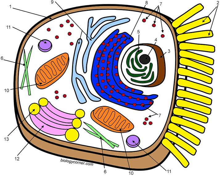 Plant Cell Coloring Worksheet