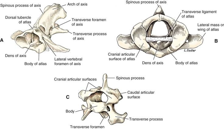 Canine Anatomy | Veterian Key | Vet medicine, Anatomy, Canine