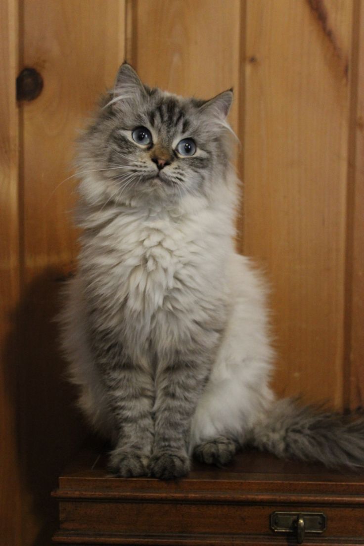 a long haired cat sitting on top of a wooden table next to a wall with wood paneling