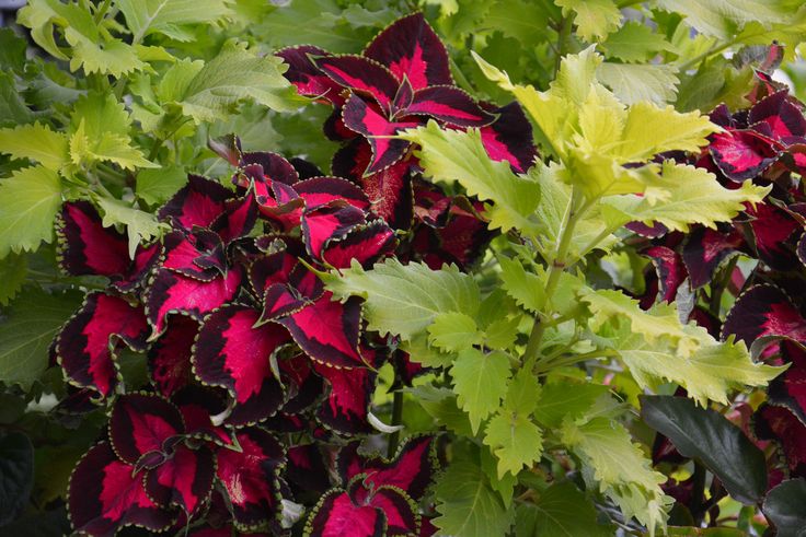 some red and green leaves are growing together