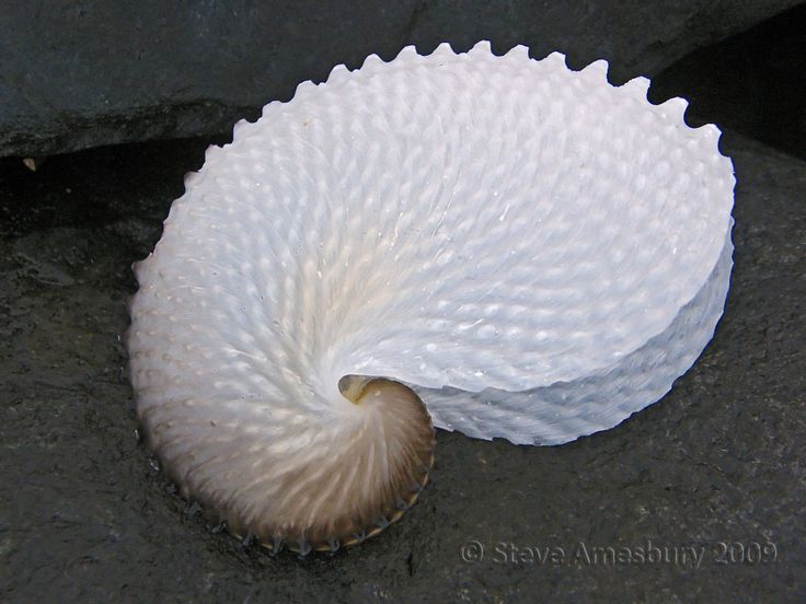 a large white object sitting on top of a cement ground next to a rock wall