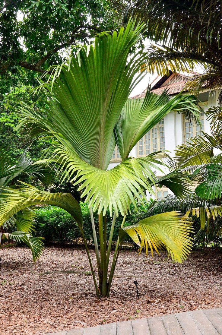 a palm tree in the middle of a garden with lots of leaves on it's trunk