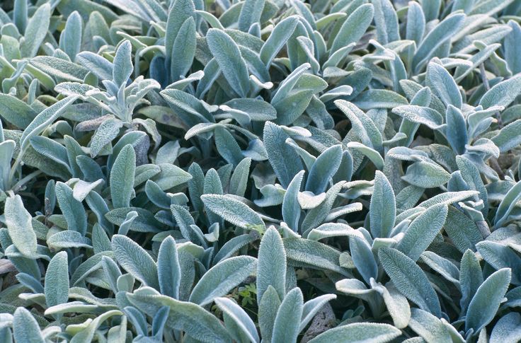 some very pretty green plants with white leaves