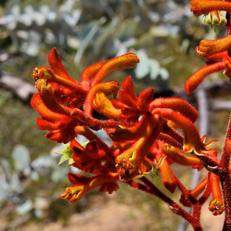 the orange flowers are blooming on the tree