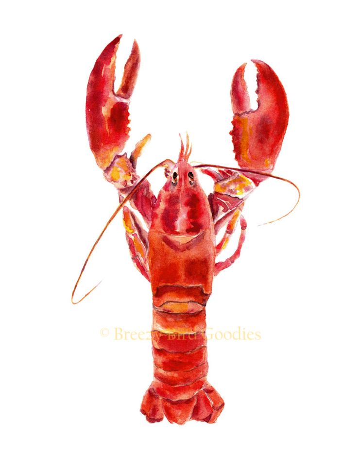 a watercolor painting of a lobster