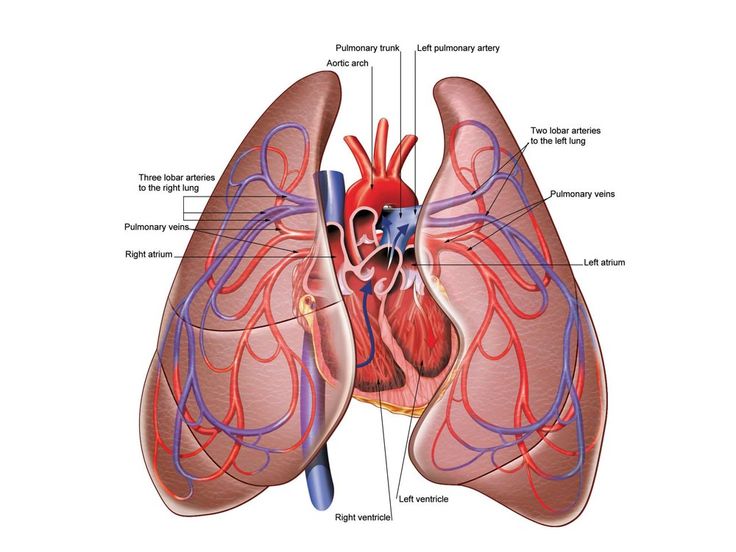 the heart and lungs are labeled in this diagram