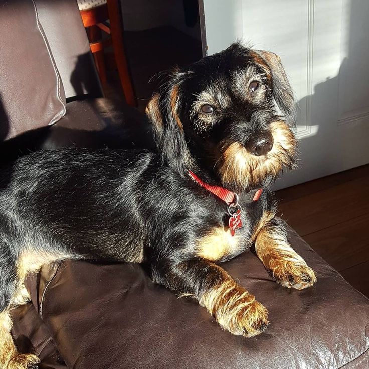 a small black and brown dog laying on top of a couch