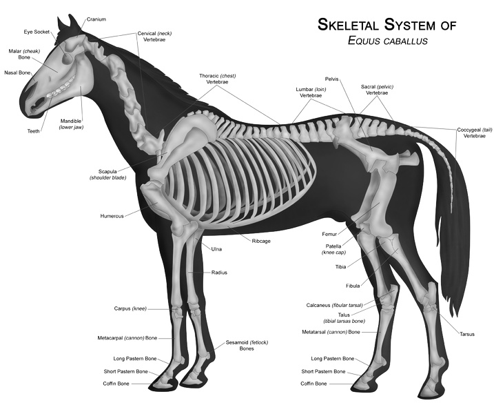 Horse anatomy, Horse bones, Horses