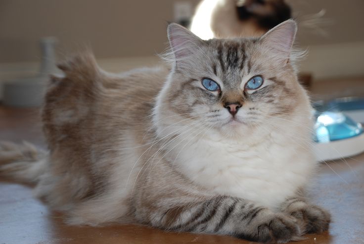 a cat with blue eyes laying on the floor