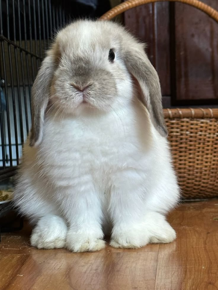 a white rabbit sitting on top of a wooden floor