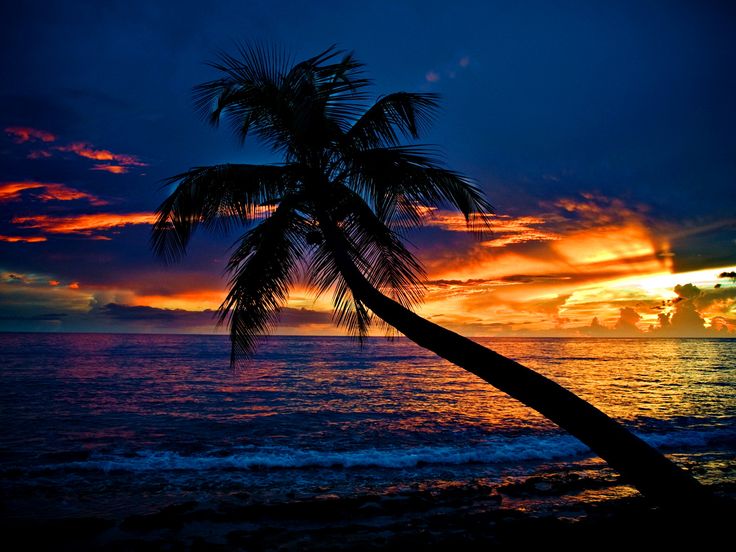 a palm tree is silhouetted against an orange and blue sunset on the ocean shore