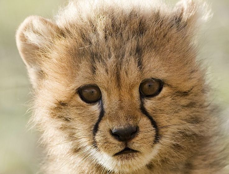 a baby cheetah cub looking at the camera