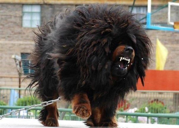 a large black and brown dog walking across a street