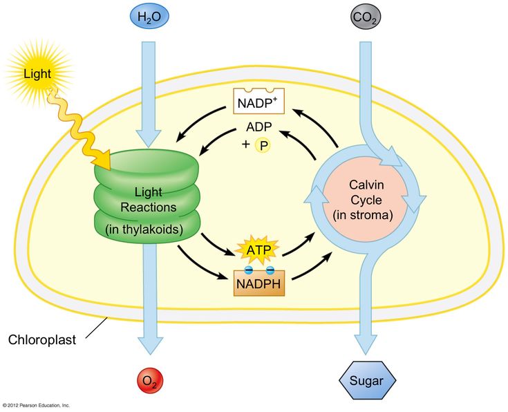 a diagram showing the life cycle of a chloplast and its major functions