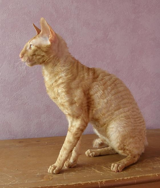 an orange cat sitting on top of a wooden table next to a pink painted wall