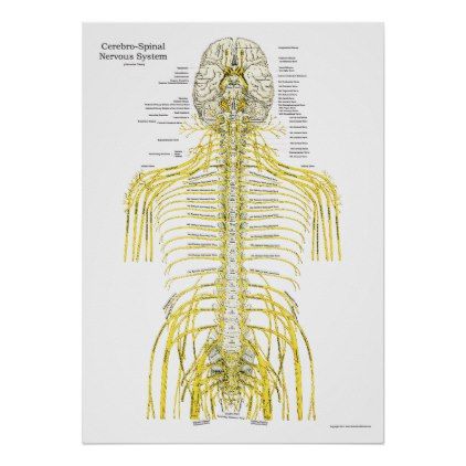 Spinal Cranial Nerves Chiropractic Anatomy Poster | Zazzle.com | Poster ...