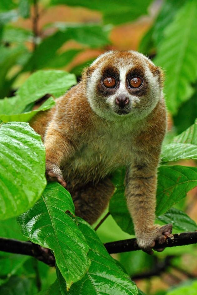 a brown and white monkey sitting on top of a green leaf covered tree branch in the jungle