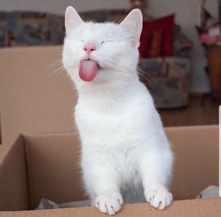 a white cat sticking its tongue out in a cardboard box