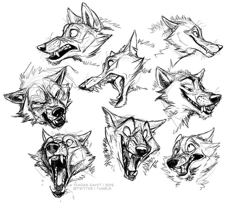 several different types of wolf heads drawn by hand