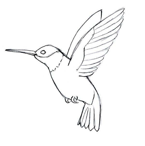 a hummingbird flying in the sky with its wings spread