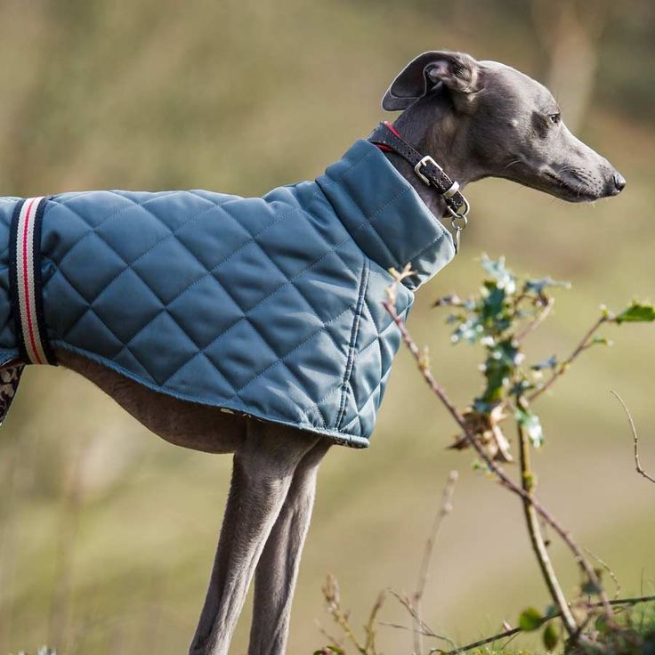 a dog wearing a blue coat standing in the grass