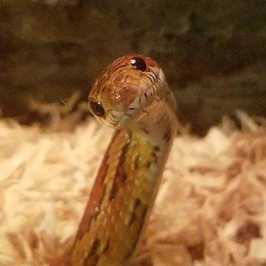 a close up of a snake with its mouth open