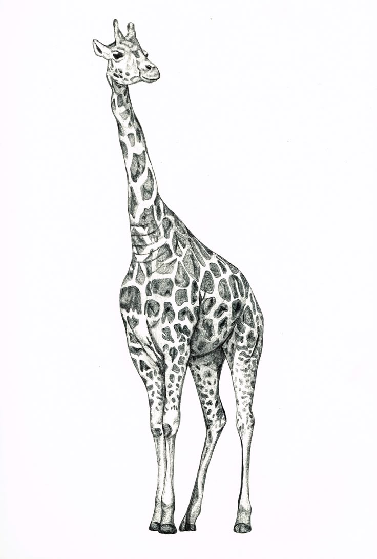 a drawing of a giraffe standing in front of a white background with black ink