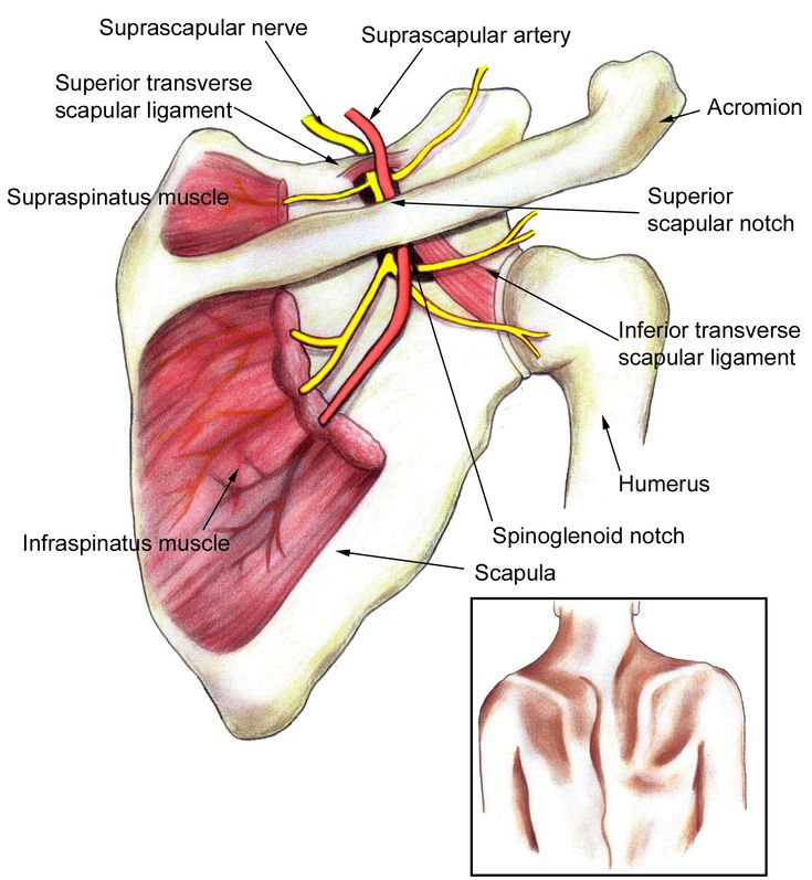 an image of the anatomy of the shoulder