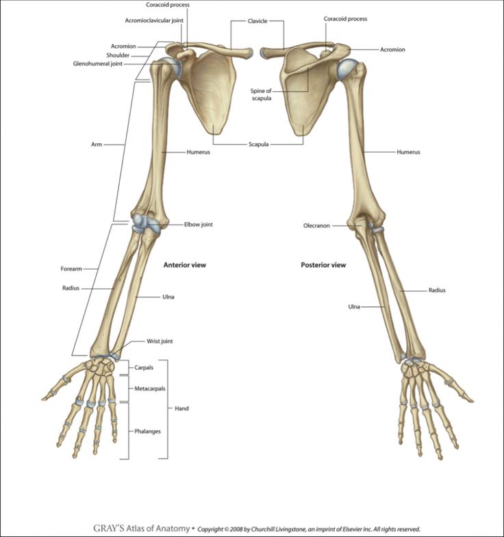 the bones of the upper limb and lower limbs are shown in this diagram, with labels on