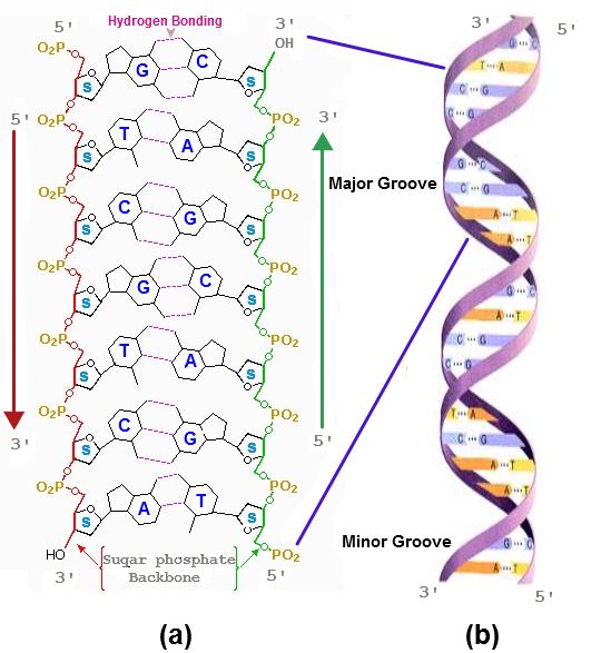 Nucleic acids are made up of nucleotides and are in charge of storing ...