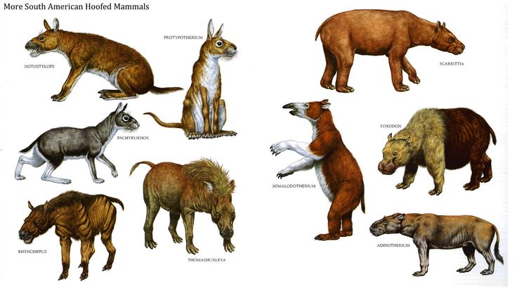 an image of different types of animals on the same page as shown in this book