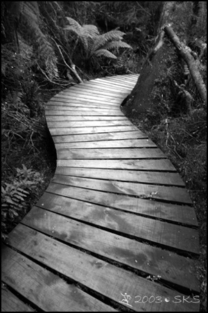 black and white photograph of a wooden path in the woods