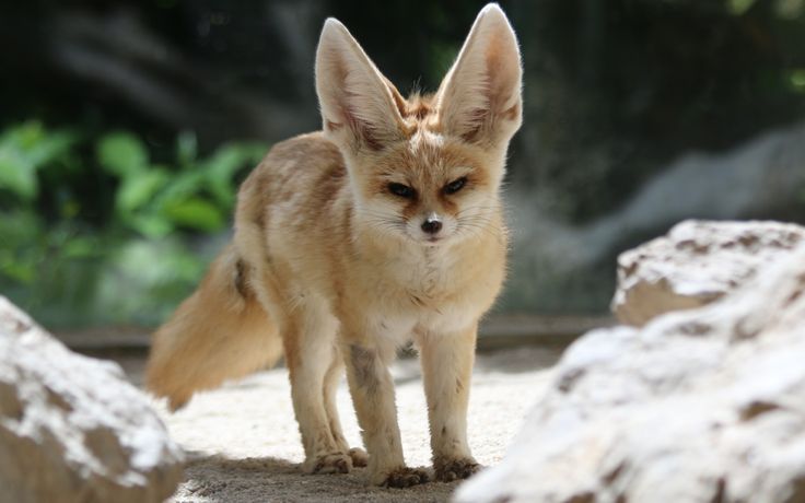 a small brown fox standing on top of a sandy ground next to rocks and trees