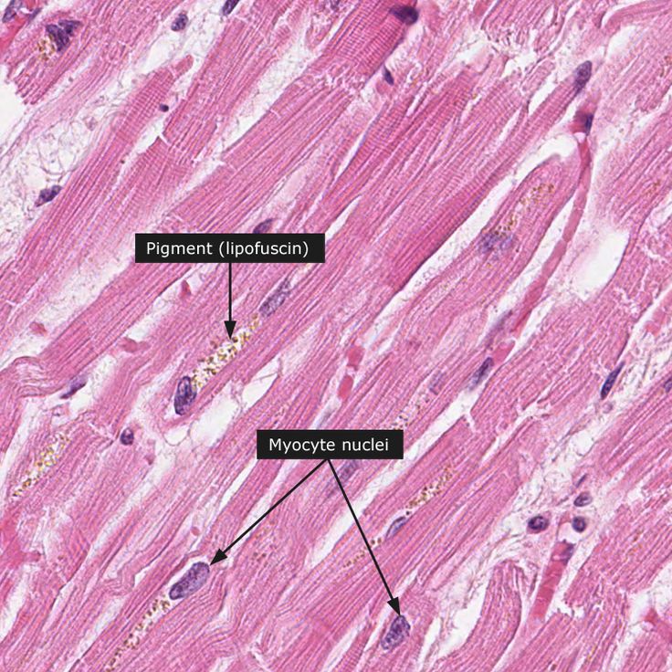 an image of the stomach showing different sections