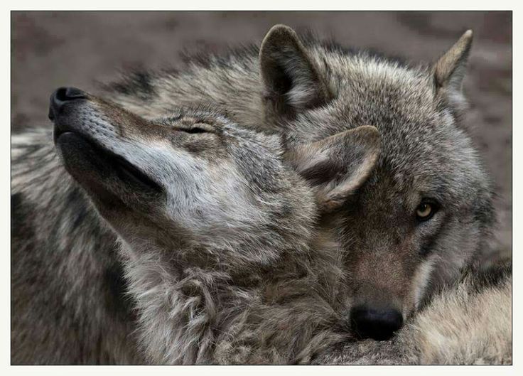 Love you | Wolf dog, Wolf love, Wolf pictures