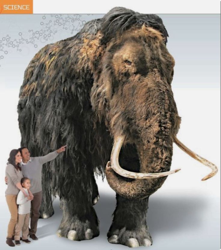 a man and woman standing next to an animal that looks like a wooly mammoth