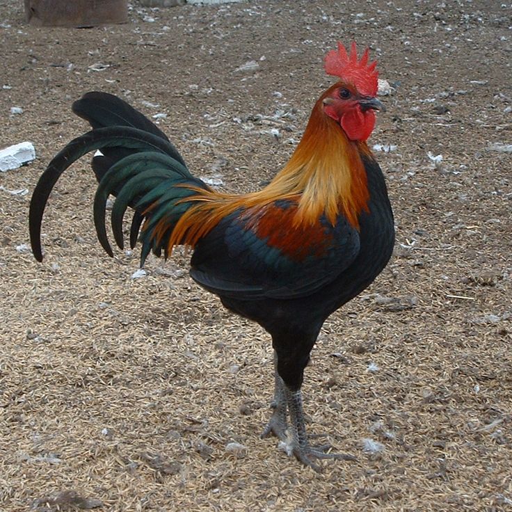 a rooster is standing in the dirt