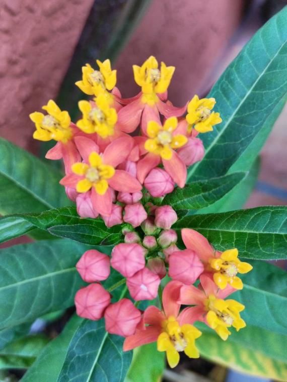 a bunch of flowers that are on some leaves