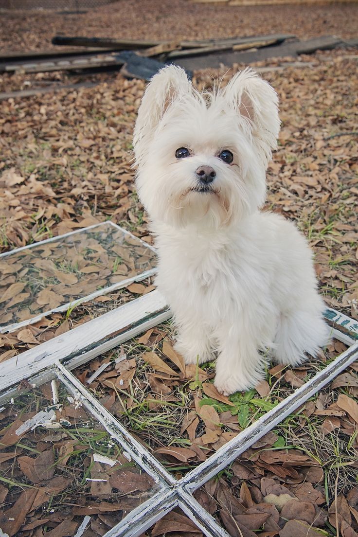 a small white dog sitting on top of leaf covered ground next to a metal frame