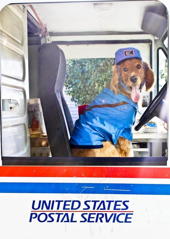 a dog sitting in the back of a truck wearing a blue jacket and hat with his tongue out