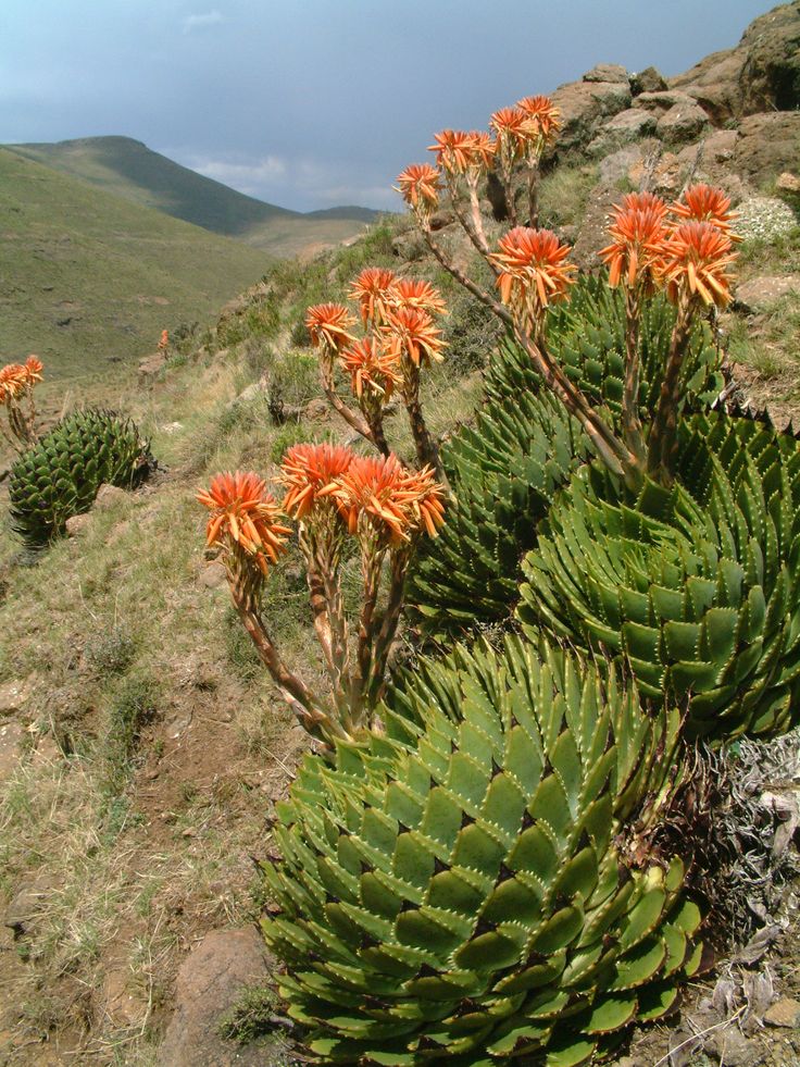 an orange flowered plant on the side of a hill