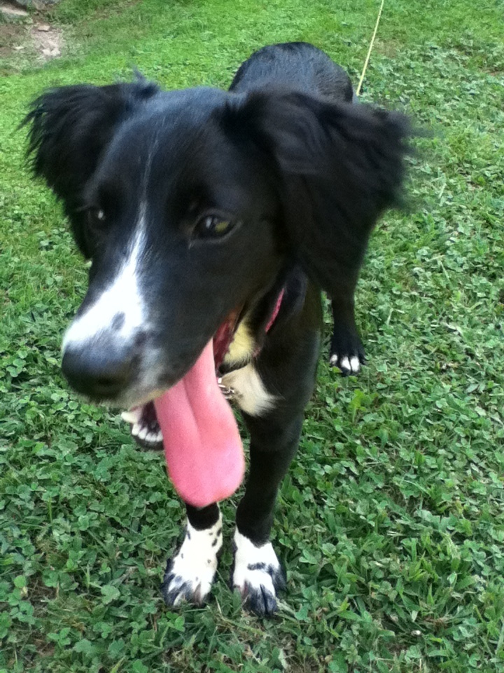 a black and white dog holding a pink frisbee in it's mouth