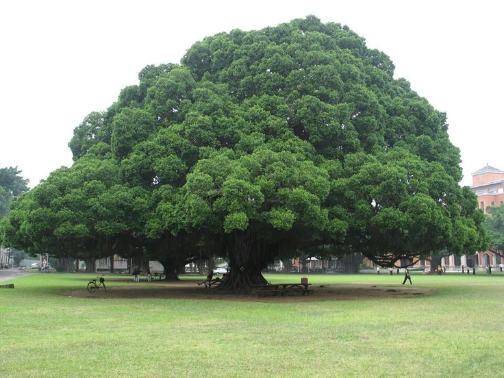 a large tree in the middle of a park with benches under it and people walking around