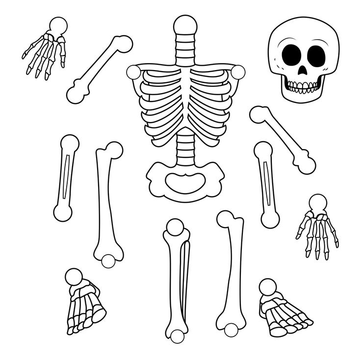 the skeleton and bones are outlined in black and white, with different types of bones