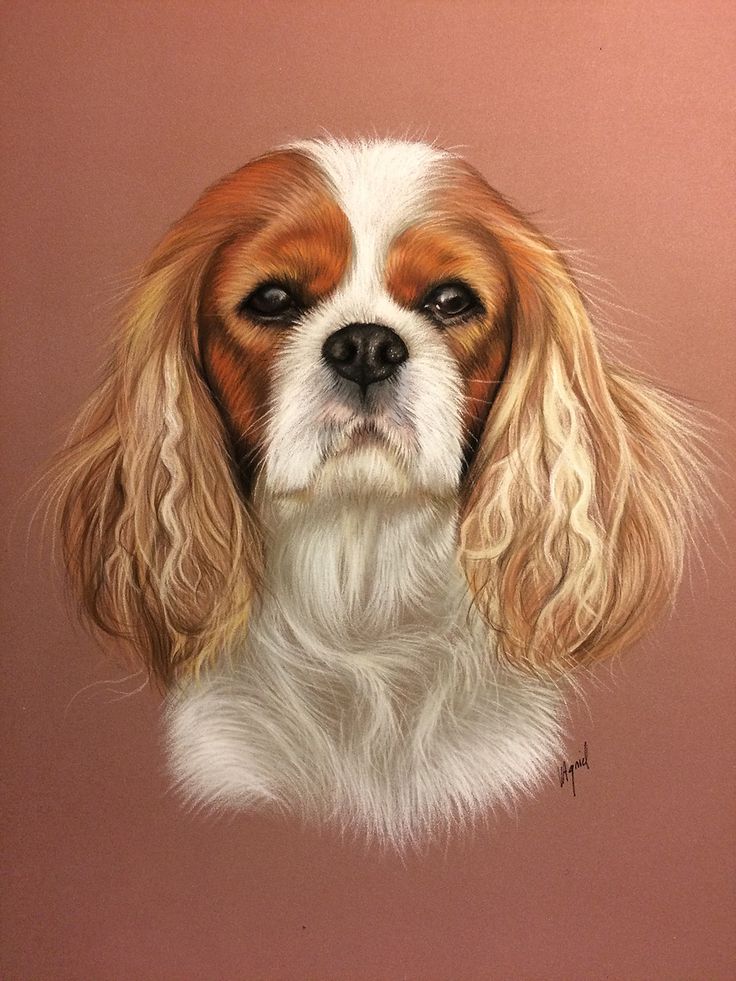 a brown and white dog with long hair